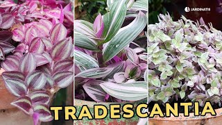 TRADESCANTIA  Cuidados y tipos  Jardinatis [upl. by Walston]