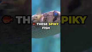 Dolphins Getting High on Pufferfish  🐬😲 facts party didyouknow dolphin sea [upl. by Kinney448]