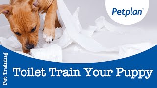 How to Toilet Train a Puppy  Petplan [upl. by Averat357]