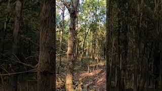 Fox Squirrel Pursuit Adventure in the Atchafalaya Basin Louisianaoutdoors AtchafalayaBasin [upl. by Janus]