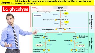 La glycolyse 2bac option francais شرح بالداريجة [upl. by Aysahc15]