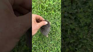 Check out this underminer mole mole moles animals [upl. by Chancey132]