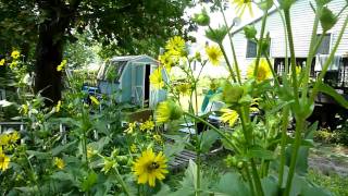 Cup Plant Silphium perfoliatum [upl. by Wetzell]