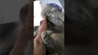 My Three Masketeer love cat kitten animals catlover [upl. by Lolanthe]