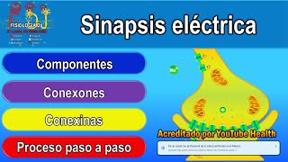 SINAPSIS ELÉCTRICA  Sinapsis neuronal  Sinapsis  Sinapsis eléctrica que es y para que sirve [upl. by Denney160]