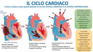 IL CICLO CARDIACO [upl. by Llehsad]