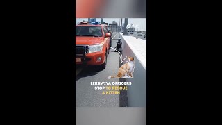 Lekhwiya officers stopping to save a little kitten [upl. by Sairtemed]