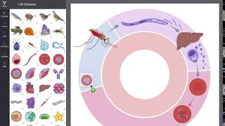 BioRender  Novel Science Illustration tool [upl. by Baptiste]