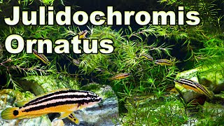 The Ultimate African Cichlid RockDwelling Fish Julidochromis Ornatus Care and Breeding [upl. by Ayaj]