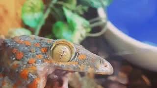 Tokay gecko bark [upl. by Aramat]