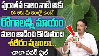 ఈ ఆకు మీ ఇంట్లో ఉంటే రోగాలన్నీ మాయం  Vamu Aaku Health Benefits  Cure Constipation  Digestion [upl. by Singband]