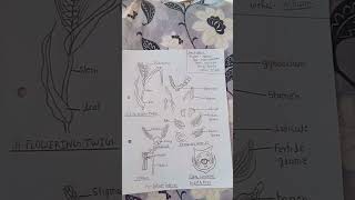 triticum aestivum diagram Bsc 3rd semester botany [upl. by Rann]