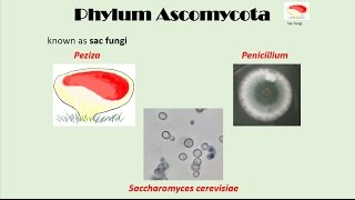 Ascomycota [upl. by Laufer]