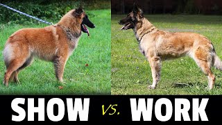 WORKING or SHOW Line Dog  Belgian Shepherd Tervuren  Things to Know [upl. by Hildegaard]