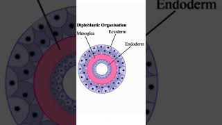 Diploblastic and Triploblastic organismstudy biology shortstrending [upl. by Olshausen]