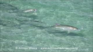 School of Tarpon swimming Megalops atlanticus Florida USA by Antonio Silveira [upl. by Chet]