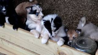 Pomsky Puppies for Sale [upl. by Anahpets]