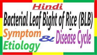 Bacterial Leaf Blight of Rice SymptomEtiologyDC  Xanthomonas oryzae pv oryzae PAC 11 [upl. by Aerdnad130]