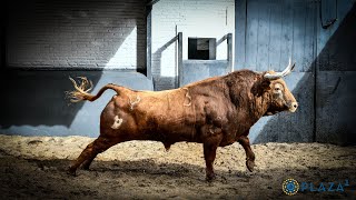 SORTEO  Los toros de Pedraza de Yeltes para el Domingo de Resurrección [upl. by Dupaix]