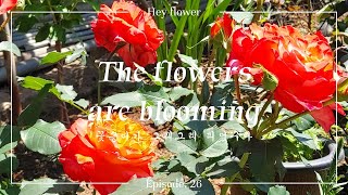 EP26 꽃송이가 그래그래 피었구나 The flowers are blooming [upl. by Acinok681]