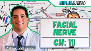 Neurology  Facial Nerve Cranial Nerve VII [upl. by Vanden]