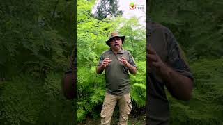 Benefits of Moringa Tree [upl. by Yenots]