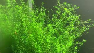 Pearlweed  Hemianthus micranthemoides [upl. by Adnolahs]