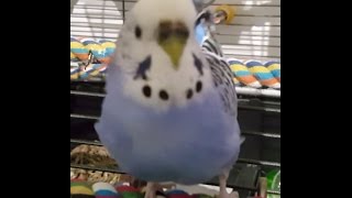 Jessie The Budgie Female budgie talking amp dancing [upl. by Arte]