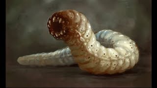 The Legend Of The Gigantic Worm That Terrified Scotland [upl. by Edieh]