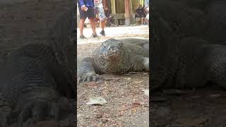 Explore komodo island  3D2N Open trip komodo nationalpark package ABStravel komodonationalpark [upl. by Eciuqram]