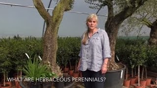 What are herbaceous perennials [upl. by Pancho]