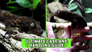 Mossy PrehensileTailed Gecko Chahoua  CARE amp HANDLING GUIDE [upl. by Crudden775]