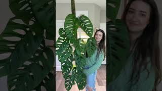 Monstera Adansonii Grow Up indoorplants houseplants monstera [upl. by Cire262]