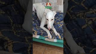 😢🐕quotLa Nueva Ley Animal en España Deja a los Galgos Desprotegidosquot [upl. by Almira]