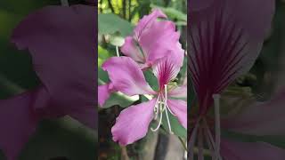 Delicate petals and vibrant hues Bauhinia purpurea natures in bloom shortvideo bauhinia [upl. by Basia527]