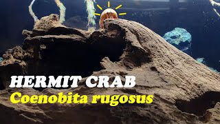 아웃사이더 러그소라게 hermit crab coenobita rugosus vlog [upl. by Suzetta]