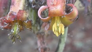 10 days in the life of Cotyledon orbiculata a flower bloom timelapse [upl. by Sayres409]