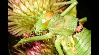 Rough backed Bush Cricket Uromenus rugosicollis adult females on Burdock Arctium sp Vendee [upl. by Johathan]