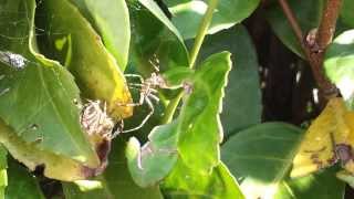 Reproduction Epeire diadème Araneus diadematus [upl. by Idleman745]