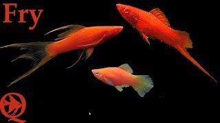 Hi Fin Lyretail Swordtail Blood Red  Fry [upl. by Alleynad]