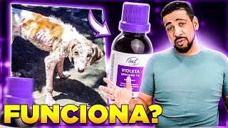 VIOLETA GENCIANA FUNCIONA PARA COCEIRAS EM ANIMAIS [upl. by Agnella]