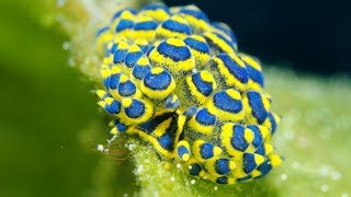 quotNudibranchs in Motionquot  Wonderful Diving in Tulamben Bali Indonesia 2019 4KVideo [upl. by Natty604]