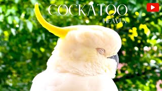 STUNNING 4K COCKATOO LIFE Cant Live WithCant Live without the Beauty 🎥🦜 [upl. by Anahpets]