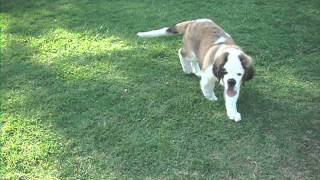 St Bernard Lap Dog [upl. by Nesyaj76]