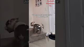 Funny Animals Videos 🤣  Ep 570 shorts viral funny [upl. by Leduar]