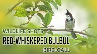 Redwhiskered Bulbul Call  Birds of Kerala  Wildlife Shots 09  shorts [upl. by Yramesor698]