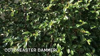 Cotoneaster dammeri  Garden Center online PGARDENS [upl. by Sirenay]