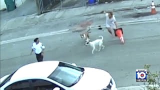 Woman tries to protect MiamiDade County employee during dog attack [upl. by Island]