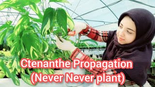 Ctenanthe lubbersiana propagation for beginners  Never Never plant propagation [upl. by Nilok]