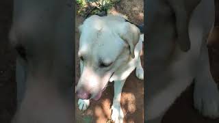 Bruno newgen 2k24 thelab doglovers 🥳😘😍🥰 labrador comedy [upl. by Koosis38]